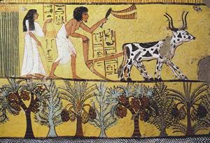 egyptfarming (1).jpg