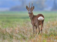 shutterstock_289070450_roe deer_stirna.jpg