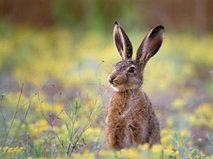 Shutterstock_778609723_hare_trusis.jpg