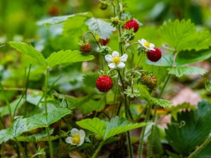 Shutterstock_1776514982_wild strawberry_meža zemene.jpg