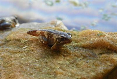 froglet-pix.jpg