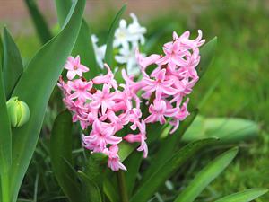 shutterstock_1364313371_hyacinth_hiacinte.jpg