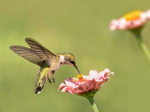 Shutterstock_1497829058_hummingbird pollen_kolibri apputeksnē.jpg