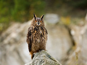 Shutterstock_2500596759_eagle owl_ūpis.jpg