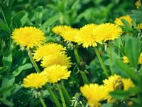 Shutterstock_586117580_dandelion_pienene.jpg