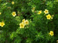 Shutterstock_1912071148_shrubby cinquefoil_krūma čuža.jpg