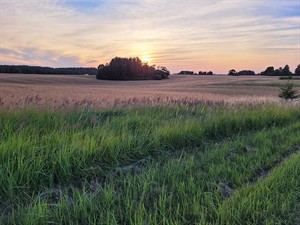 shutterstock_2521832341_evening  landscape_vakara ainava.jpg