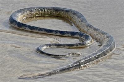 sea snake-pix.jpg