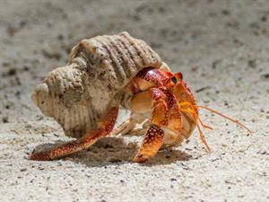 Shutterstock_1293835525_hermit crab_krabis vientuļnieks.jpg