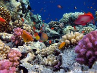 Shutterstock_2504073265_fish in coral reef_zivis koraļļu rifā.jpg