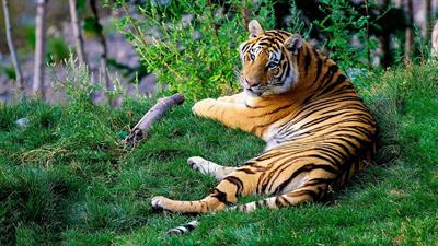 bengal-tiger-pix.jpg