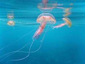 Shutterstock_72527206_jellyfishs_medūzas.jpg