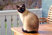 cat-pix.jpg