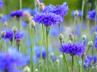 shutterstock_2511691485_cornflower_rudzupuķes.jpg