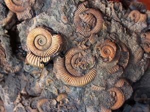 Shutterstock_1578987484_fossils from the Jurassic_fosīlijas no jūras perioda.jpg