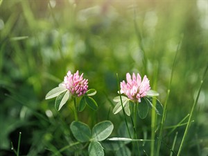 shutterstock_2484008613_clover_āboliņš.jpg