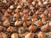 shutterstock_2220201875_tulip bulbs_tulpju sīpoli.jpg