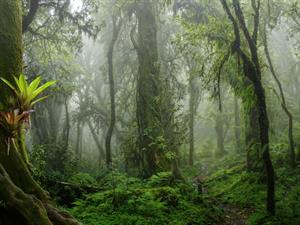 Shutterstock_2463683337_equatorial belt_ekvatoriālā josla.jpg