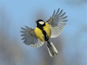 Shutterstock_394139512_flying bird_lidojošs putns.jpg