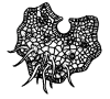 FernLifeCycleL6ab.png