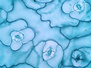 shutterstock_1991648678_leaf epidermis_lapas epiderma (2).jpg