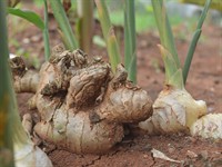 shutterstock_2321207621_ginger plant_ingvers.jpg