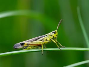 Shutterstock_1261481035_grasshopper_sienāzis.jpg