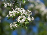 Shutterstock_2011656299_common hawthorn_parastā vilkābele.jpg