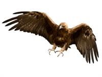 Shutterstock_122510959_eagle_ērglis.jpg