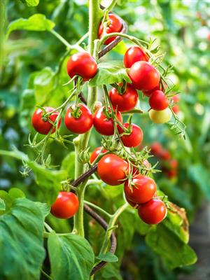 shutterstock_1711767061.jpg