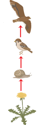 graden-food-chain1.png