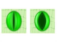Shutterstock_1425814907_stomata_atvārsnītes.jpg