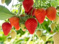 Shutterstock_1293619675_strawberries_zemenes.jpg