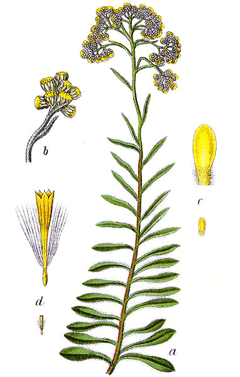 HelichrysumArenarium.gif