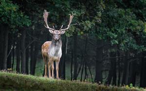 fallow-deer-pix.jpg