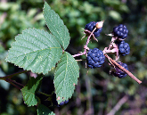 rubus-caesius-Jouko-Lehmuskallio-gave-permission.png
