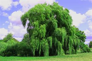 weeping-willow-ива_vitols.jpg