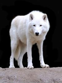 Shutterstock_92972161_white wolf_balts vilks.jpg
