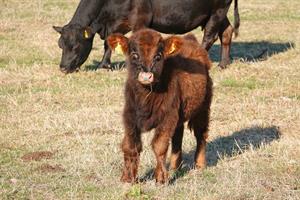 calf3-pix.jpg