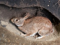 shutterstock_1412309153_rabbit in a burrow_zaķis alā.jpg