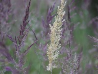 Shutterstock_2330910525_meadow grass_pļavas zāle.jpg
