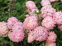 shutterstock_2530073751_asters_asteres.jpg