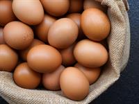 Shutterstock_1710593497_eggs_olas.jpg