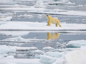 shutterstock_1931722760_polar bear on ice_polārlācis uz ledus.jpg