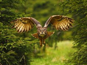 Shutterstock_606419735_owl flying_pūce lido.jpg