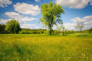 flower-meadow-6299980_960_720.jpg