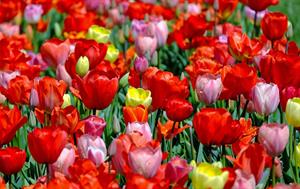 tulips-1321025_1280.jpg