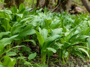 Shutterstock_2411374767_wild garlic_meža laksis.jpg