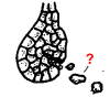 FernLifeCycle4aLab.PNG