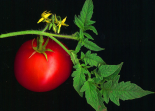 Tomato_scanned.png